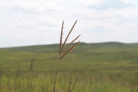 Big bluestem